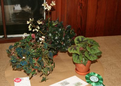flower-show-provenance-in-club-show-2011-11