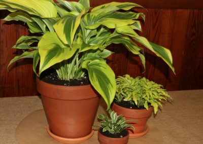 flower-show-provenance-in-club-show-2011-14