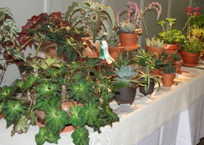 flower-shows-splish-splash-gca-show-12